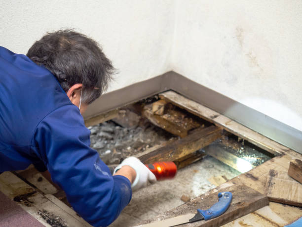 Home Mold Removal in Byram, MS