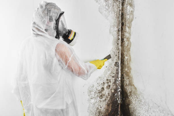 Best Mold Damage Repair  in Byram, MS