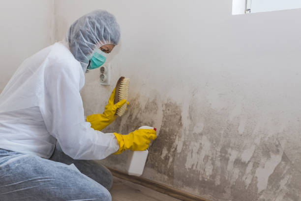 Best Mold Damage Repair  in Byram, MS