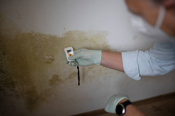 Best Mold Removal Process  in Byram, MS