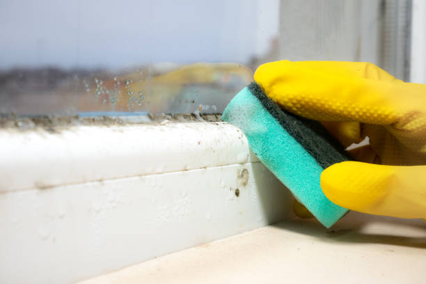 Best Crawl Space Mold Removal  in Byram, MS
