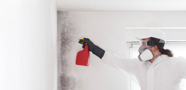 Best Attic Mold Removal  in Byram, MS