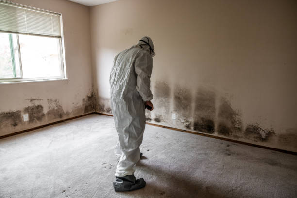 Best Affordable Mold Removal  in Byram, MS