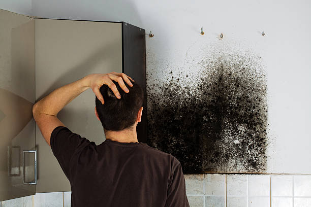 Best Mold Testing  in Byram, MS