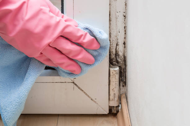 Best Mold Cleaning Services  in Byram, MS